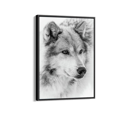 Wolf Pack Leader Painting